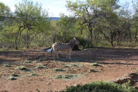 Zebra - South Africa 2019
