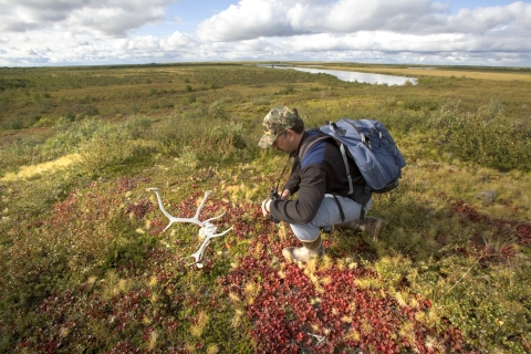 a man wearing a backpack kneels to examine a caribou skull on the tundra