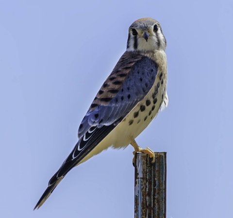 American kestrel perched on post with blue sky background