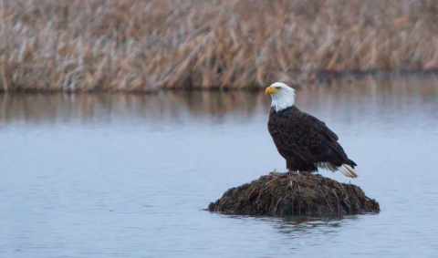 Bald eagle with white head and brown body sits on a lump of brown plant material in middle of body of water.