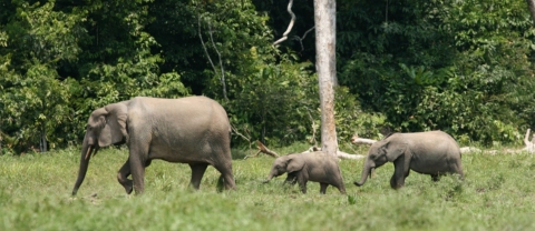 Picture of forest elephants