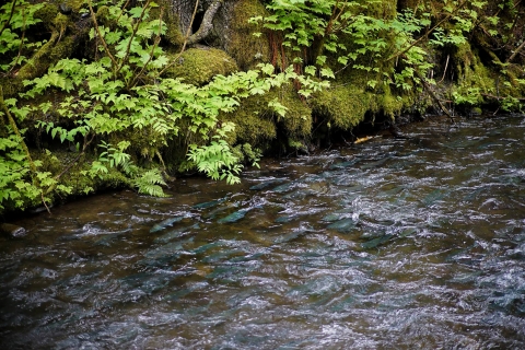 salmon migrating up a creek