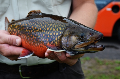 Adult male coaster brook trout held by Iron River NFH staff