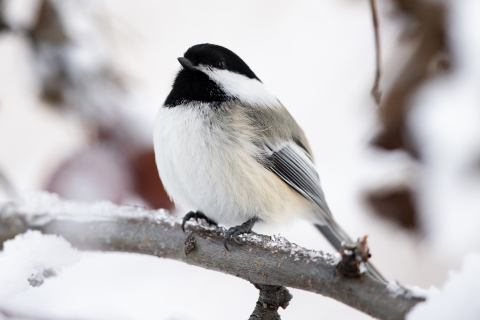 a black and white chickadee perched on a snowy branch