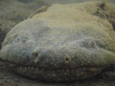 Appearing dark and greenish underwater, a large Eastern hellbender faces the camera, its nostrils prominent in the center of its flat head and its gray eyes to either side. 