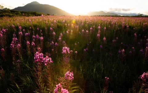 Large meadow of pink fireweed flowers