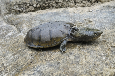 flattened musk turtle on a large rock