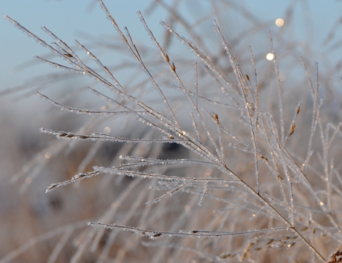 sunlight shines on frozen switchgrass stem