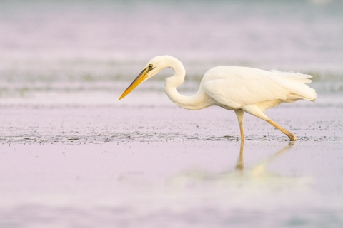Great white heron feeding in shallow seagrass beds.