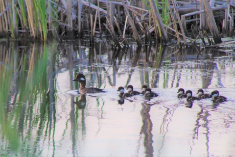 hen bufflehead leading her newly hatched brood of nine ducklings swimming from right to left