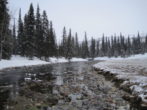 a stream flows over gravel with snowy spruce trees in the background