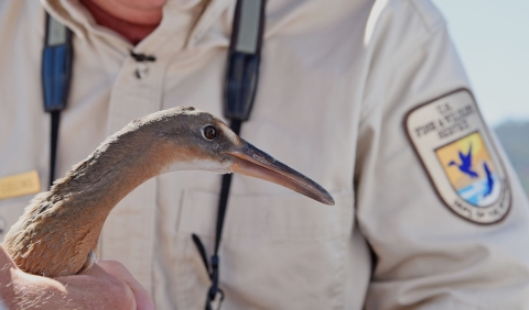 Close-up of long-necked bird held by employee wearing U.S. Fish and Wildlife Service uniform.