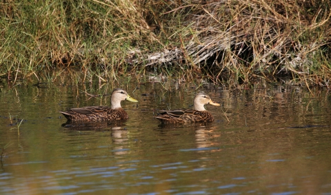 Two Mottled ducks swimming in the water near a bank