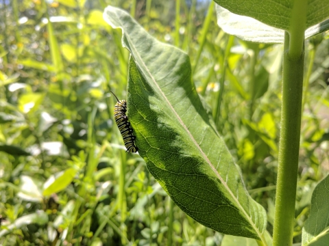 Monarch caterpillar on a leaf at Iron River NFH