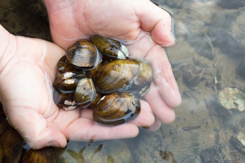 A group of about ten mussels being held partially out of the water by a pair of cupped hands