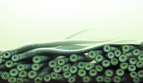 dozens of lampreys suck onto a viewing window underwater