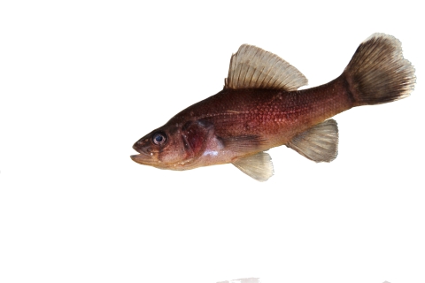 dark brown fish against a white background