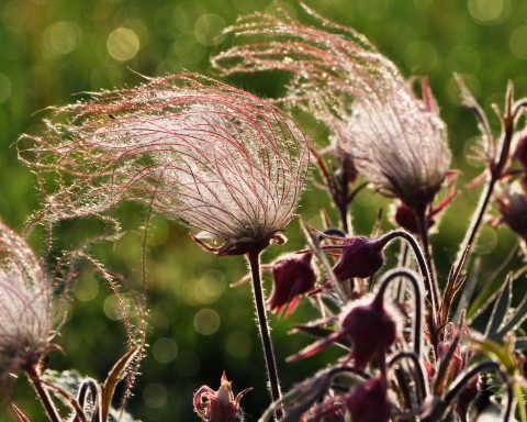 pink prairie smoke plant blowing in the wind on a sunny day in summer