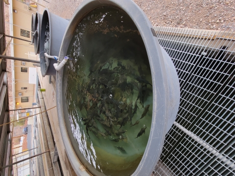 Razorback Suckers in a circular tank within a semi-recirculating system 