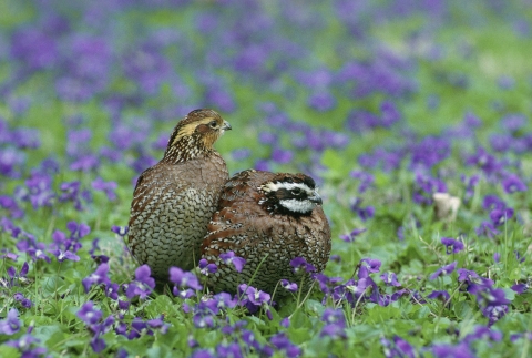 An image of a male and female Northern Bobwhite quail sitting on the ground.