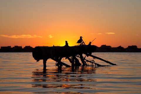 A gull sits on a piece of driftwood as the sun sets