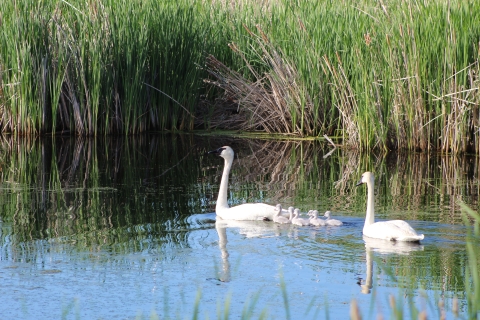 proud parents-a brood of trumpeter swans swimming right to left-one adult followed by six cygnets with the second parent bringing up the rear
