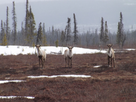 Caribou in Kanuti National Wildlife Refuge standing in tan and red colored tundra with a few small snow patches, with boreal forest in the background.