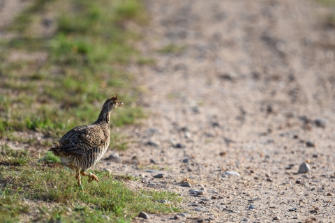Attwater's prairie-chicken steps out toward the gravel road.