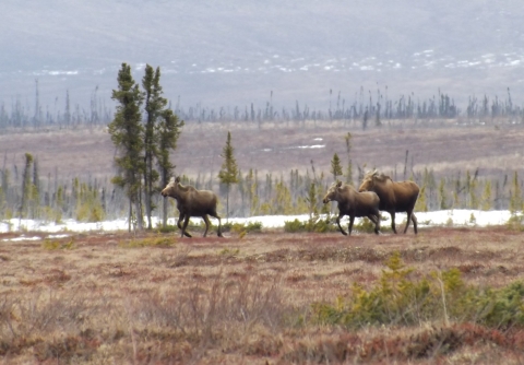 Three moose trotting in Kanuti Refuge across land with dry grasses and snow patches, hills in the background.