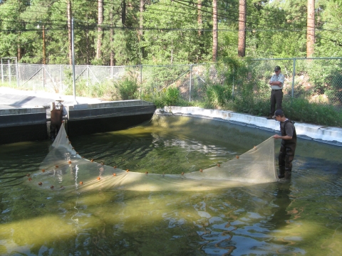 Two hatchery staff members hold a large seine fishing net in a pool of water.