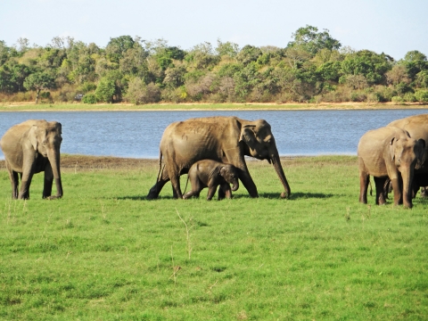 Herd of Asian elephants, including a female with her young calf, walks on a grassy area next to a river, with forest in the background