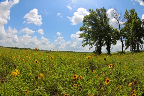 A field of yellow wildflowers against a blue sky.
