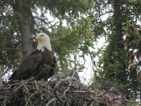 Bald Eagle in a nest in Kanuti Refuge.