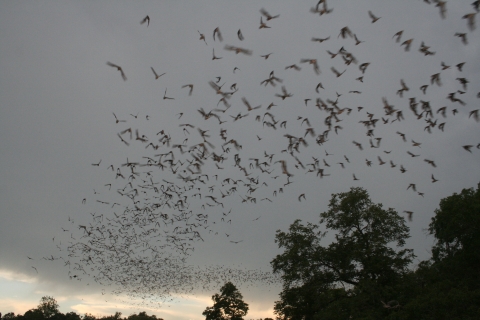 A large group of bats flying in a cloudy sky