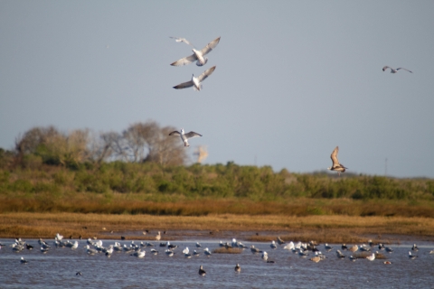 A group of waterfowl are shown resting in a marsh at Brazoria National Wildlife Refuge.