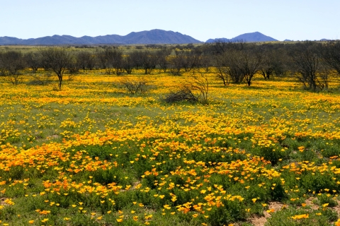 A field of trees and yellow Mexican poppies is shown against a mountainous background.