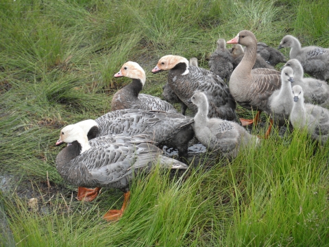 Grey geese with white heads and gray goslings on the tundra
