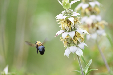 A bumblebee flying next to a flowering beebalm plant.