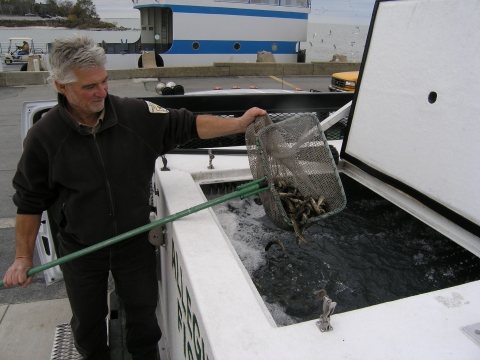 Biologist nets young lake trout at a stocking truck
