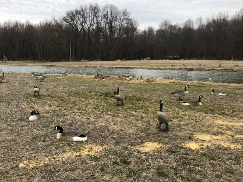 Feed corn scattered in a field with Canada goose decoys 