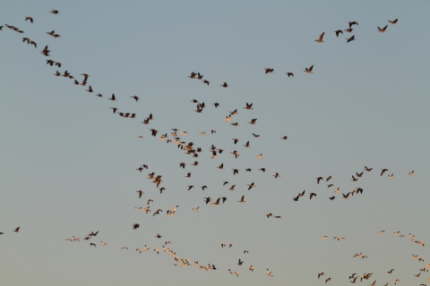 Mixed flock of geese flying off refuge.