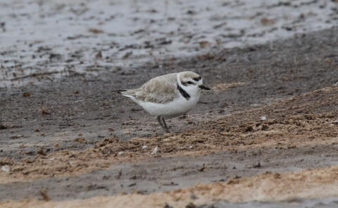 Snowy plover resting on shoreline of salt flats and lake.