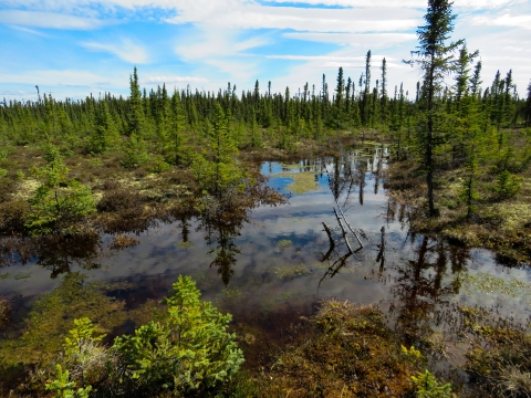 Kanuti bog with blue sky and clouds reflected in shallow standing water on the bog, in Kanuti Refuge.
