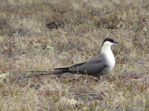 Long-tailed Jaeger standing in grasses in Kanuti Refuge.