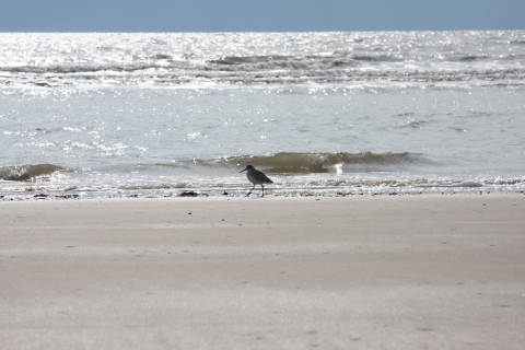 A single bird walks on the beach next to the water.
