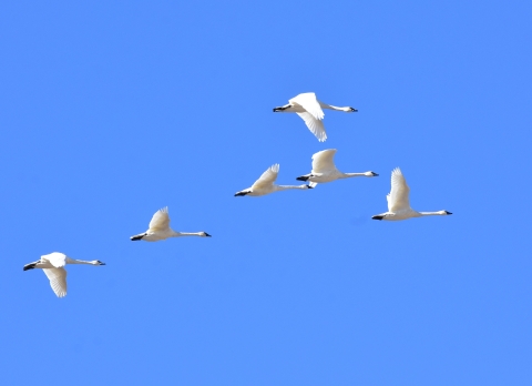 Tundra swans flying through the air