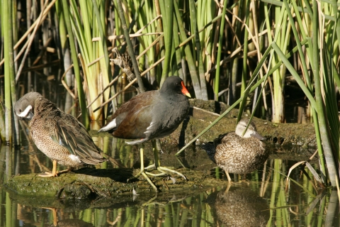 three waterfowl stand on a rock in a marsh