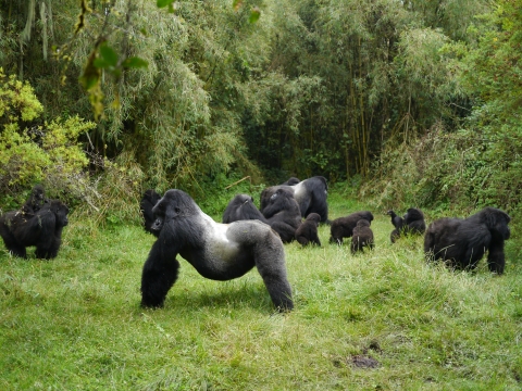 A group of mountain gorillas including a large male silverback standing guard and several adults and infants in the background
