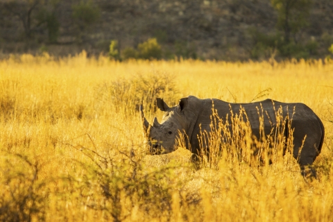 Profile of white rhinoceros standing in tall grasses that look bright yellow in the sun