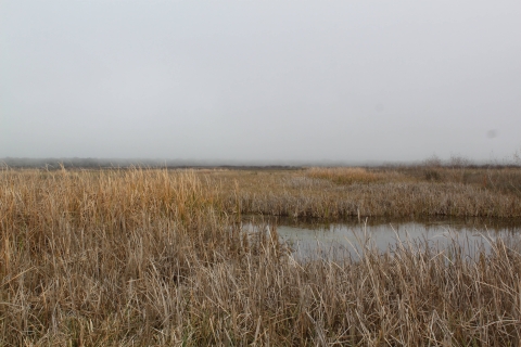 freshwater marsh landscape on a foggy day